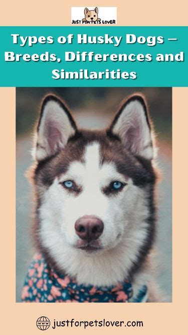 are there breeds of humans similar to breeds of dogs